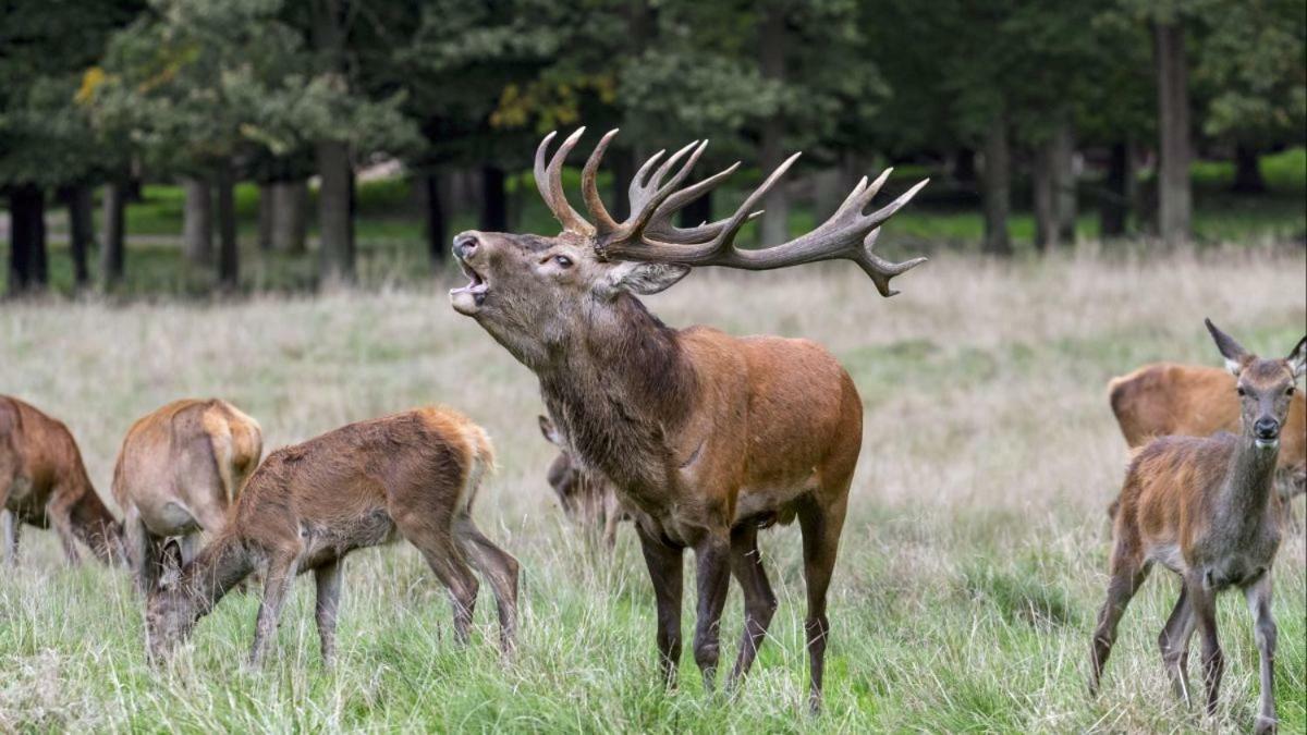 Ardennes Woods Bed & Breakfast Marche-en-Famenne Luaran gambar
